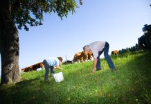 Streuobstbau soll immaterielles Unesco-Weltkulturerbe mit Mehrwert werden