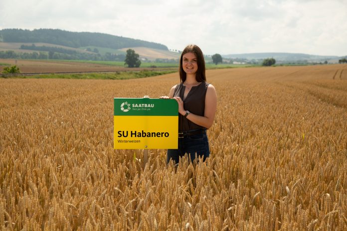 Mahlweizen - Saatbau