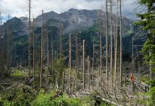 Erste globale Klimarisikokarte für den Wald