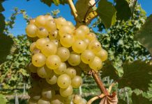 Maximal durchschnittliche Weinmengen, aber vielversprechende Qualitäten