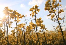 Vortrag über die Bedeutung von Bor und anderen Halbmetallen für die Landwirtschaft