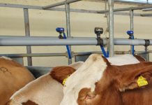 ÖVP-Tierschutzsprecher fordert „Hausverstand“ ein