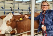 „Wie geht es unseren Rindern in Aserbaidschan, Frau Steiner?”