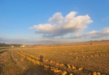 Top-Erträge bei Soja, Mais und Rüben