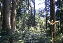 Jagdgenossenschaft Möggers: Unser “Jagderfolg” ist die Naturverjüngung