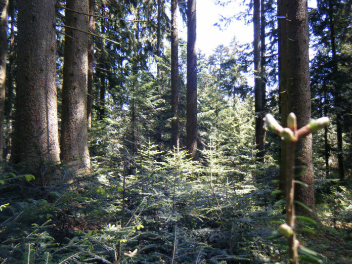 2241 W Plenterwald Moeggers