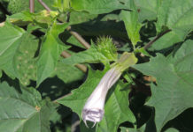 Neue Unkräuter, die man kennen sollte