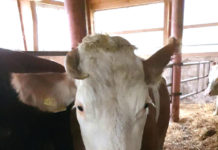 Thrombosen beim Rind sind heilbar