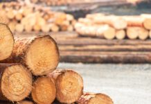 Sonderbarer Holzmarkt: Späne statt Rundholz Rundholz