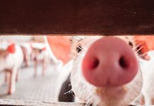Weniger Schwein gehabt Schwein