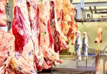 Alpenrind nach Brand zurück im Normalbetrieb Schlachthof