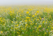 Begrünungen im Herbst bearbeiten – Für und wider Begrünung