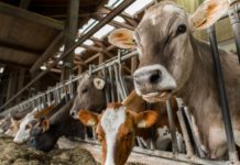 Minus 16,2 Prozent: Treibhausgas-Ausstoß in der Landwirtschaft sinkt seit 1990 Laufstall Futtertisch