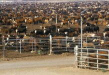 Rekord-Lagerbestände bei US-Rindfleisch Feedlot