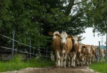 Gut zu Fuß – schonende Böden für Rinderklauen Rinder auf Triebweg