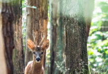 Jagd: Spiegelbild der Gesellschaft