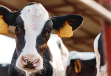 Österreich hat Kälberexporte um gut ein Viertel verringert