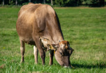 Herbstweide, wenn sich die Vegetation dem Ende zuneigt