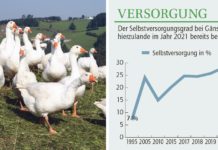 Gourmet-Fleischqualität bei heimischen Gänsen
