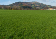 Wenn Wiesen und Weiden in den Winter gehen
