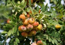 Der Wald muss artenreicher werden