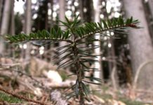 550 Wissenschaftler für eine “klima-smarte” Waldbewirtschaftung