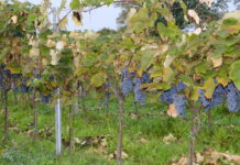 Weinbau im Land wird längst Respekt gezollt