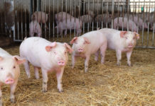 Schwerpunkt Tierhaltung und Innenwirtschaft auf der agraria