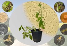 Insektenpathogene Bakterien wirken auch gegen Pilzbefall