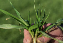 Bei spätem Gerstenanbau die Saatstärke erhöhen