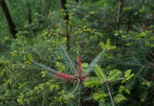 Wildschadensbericht: Die Zukunftsbaumarten sind stark verbissen