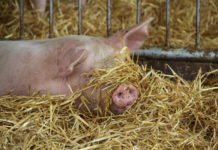 Kräuterextrakte zum „Sau-Wohl“-Fühlen