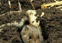 Äcker und Wiesen jetzt auf Feldmäuse kontrollieren