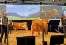 EuroTier-Premiere der Rinderzucht Austria