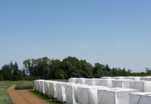 “Saatgut Austria” forciert Bio-Sortenzüchtung