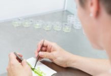 „Unsere Pflanzenzüchter geraten ins Abseits“