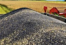 Raps bricht alle Rekorde Rapsernte