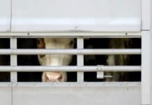 Einschränkungen für deutsche Zuchtexporte Tiertransport Rinder