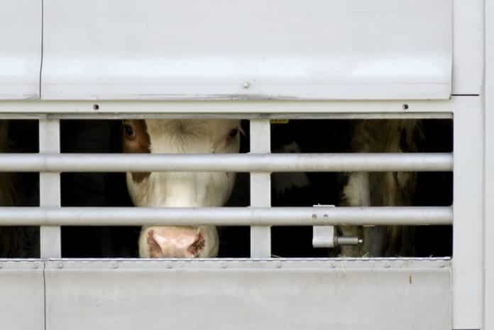 Tiertransport Rinder