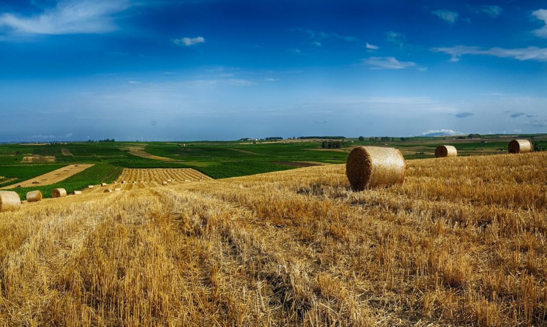 Landwirtschaft Sizilien