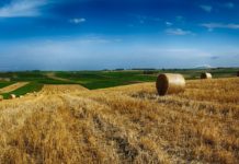 600 Jahre Haft für Mafiosi Landwirtschaft Sizilien