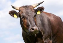 Kobe aus Österreich als Marke bestätigt Wagyu Kuh auf Weide