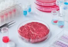 Laborfleisch bleibt Zukunftsmusik Fleisch in Petrischale