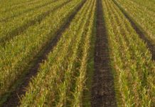 Französischer Saatmais weit hinter Erwartungen Maisvermehrung