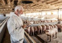 Akuter Tierärztemangel in Deutschland Tierarzt im Schweinestall