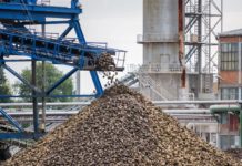 Zuckerlager schrumpfen weltweit Zuckerrüben