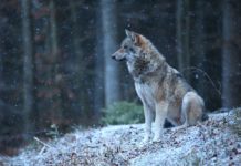 Landwirtschaftskammer richtete Weckruf an die EU
