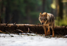 Verschärfung der Kärntner Wolfsverordnung fix