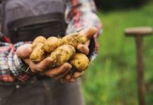 Biokartoffeln vor Erosion schützen und Qualität sichern