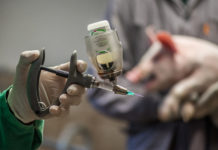 Antibiotikaabsatz im Stall fast halbiert Antibiotika Tierhaltung